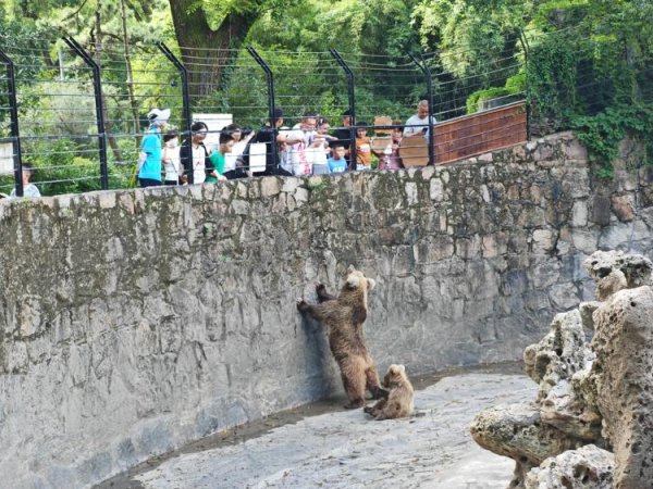万光证券 投喂屡禁不止、“网红”棕熊学会乞食？上海动物园将改建坑式展区